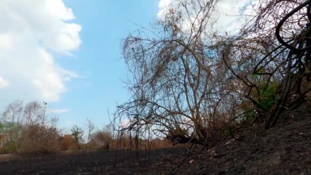 Bosque Paisaje Seco Quemado Pantanal Timelapse Nubes Lluvia Que Llegan — Vídeos de Stock