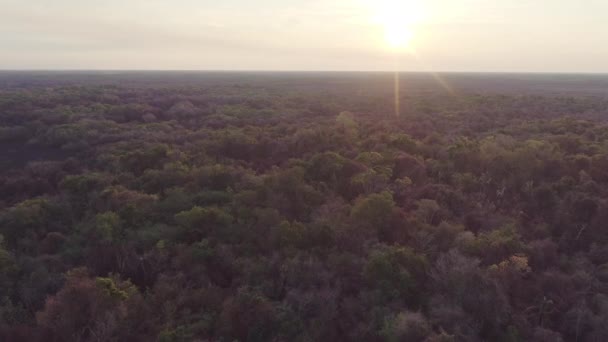 Sunset Pantanal Forests Brazil Aerial Drone View — Vídeo de stock