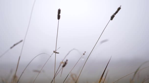 Tall Grass Foggy Misty Day Close Shot — стоковое видео