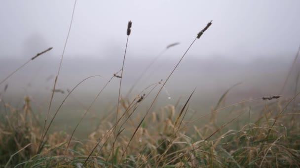 Tall Grass Foggy Misty Day Medium Panning Shot — стоковое видео