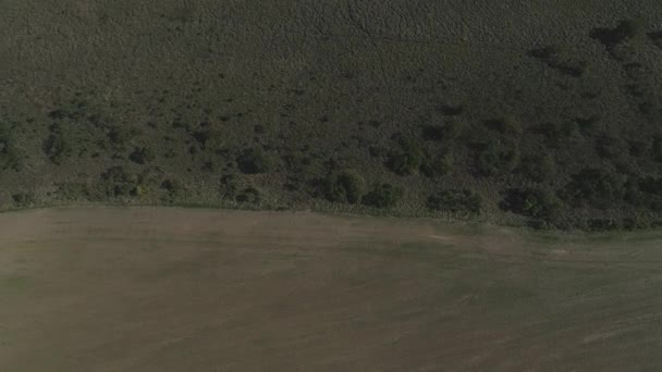 Forest Border Crop Plantation Aerial View — стоковое видео