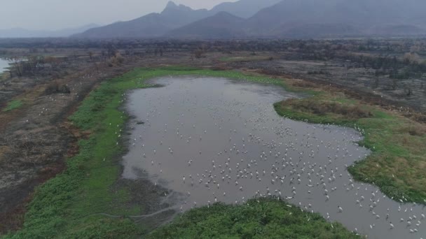 Lagoon Full Cranes Pantanal Brazil Wildfire — ストック動画