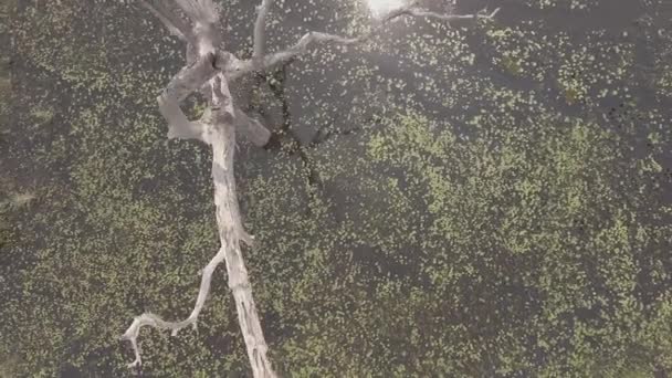 Dead Tree Flooded Area Brazil Crazy Drone Movement — Vídeo de Stock