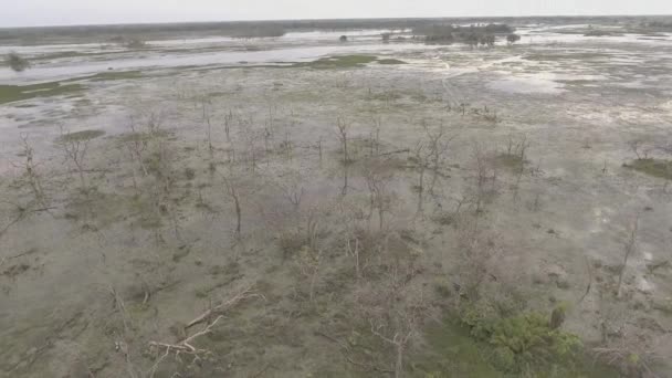 Aerial Circular Movement Dead Trees Flooded Areas — 图库视频影像