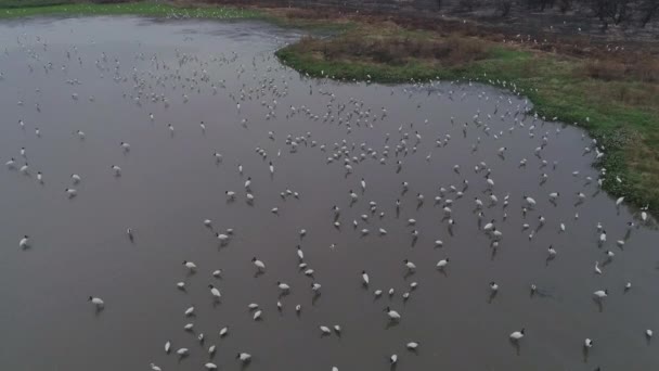 Aerial Drone Shot Lagoon Full Cranes Wood Stork Jabirus Pantanal — Stockvideo