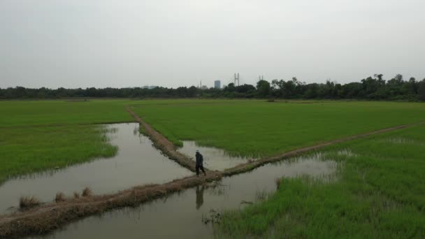 Drone Shot Rice Fields Farmer Walking Outskirts Chi Minh City — Wideo stockowe