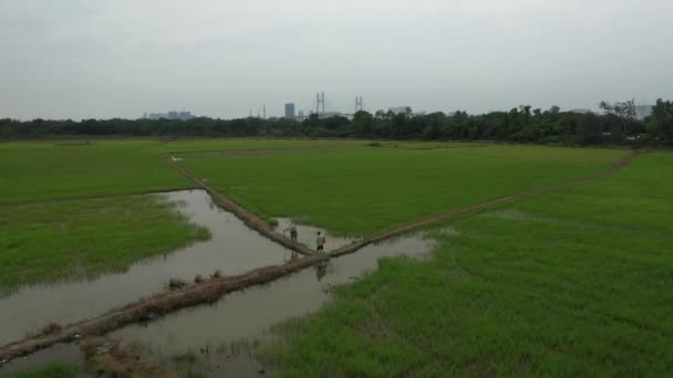 Slow Fly Drone Shot Rice Fields Farmers Development Outskirts Chi — Stockvideo