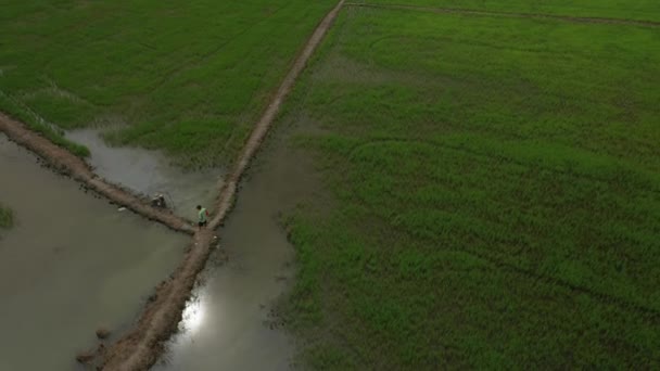 Orbit Drone Shot Rice Fields Farmers Development Outskirts Chi Minh — Vídeos de Stock