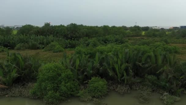 Descending Drone Crane Shot Wetlands Forest River Chi Minh City — стоковое видео