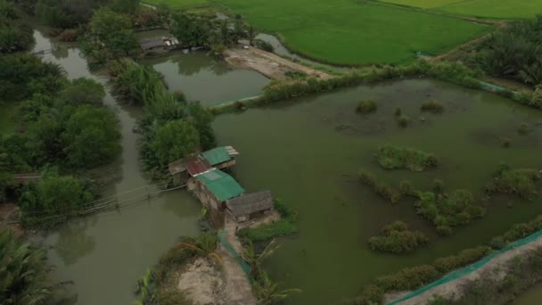 Orbit Drone Shot Rice Fields Outskirts Chi Minh City Vietnam — стокове відео