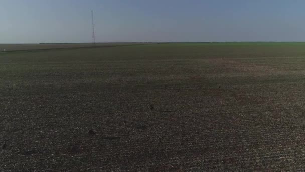 Aerial Soy Crop Fields Rhea Family — Stock video