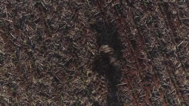 Rhea Walking Soy Crop Fields Drone Aerial Degrees — Vídeos de Stock