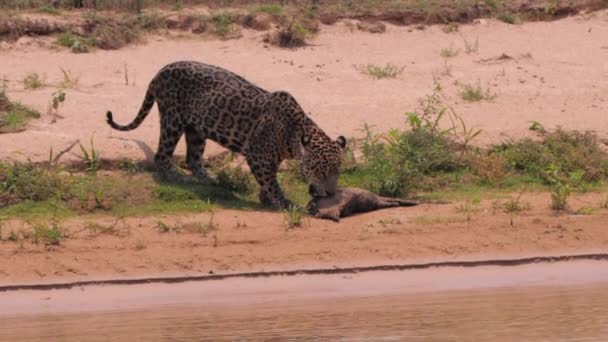 Jaguar Grabs Dead Carcass River Edge Brazil — Stockvideo