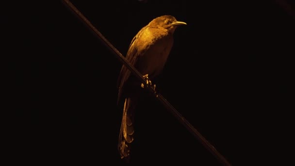 Detail Black Bird Crow Zanate Sitting Wire Sleeping Night — Stock videók