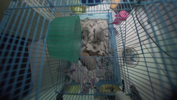 Hamster Moving Its Cage Flat Toilet — стокове відео