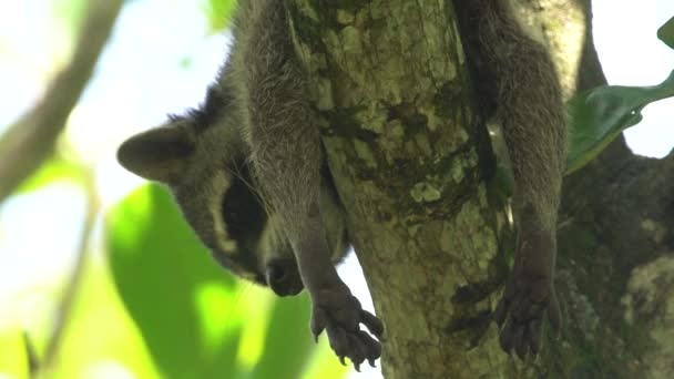 Sleepy Lazy Raccoon Lays Tree Branches Licks Its Paw Arms — ストック動画