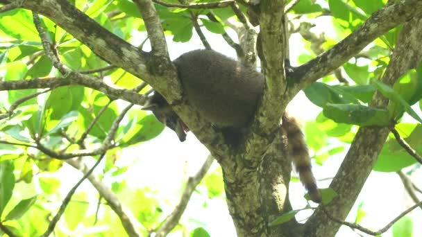 Lazy Raccoon Scratches Itself While Sleeping Tree Branches — Vídeo de Stock