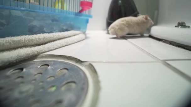 Hamster Its Cage Floor — Vídeo de stock