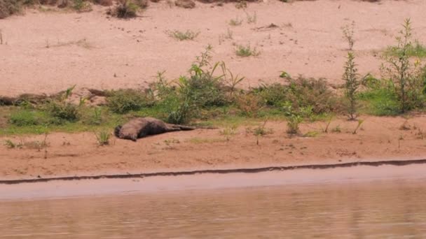 Jaguar Pantanal Dan Membunuh Nya — Stok Video