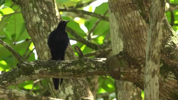 Black Bird Crow Zanate Tree Costa Rica — 图库视频影像