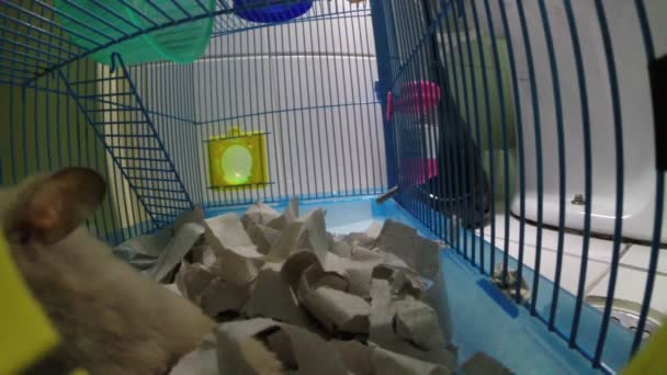 Hamster Moving Its Cage — Vídeos de Stock