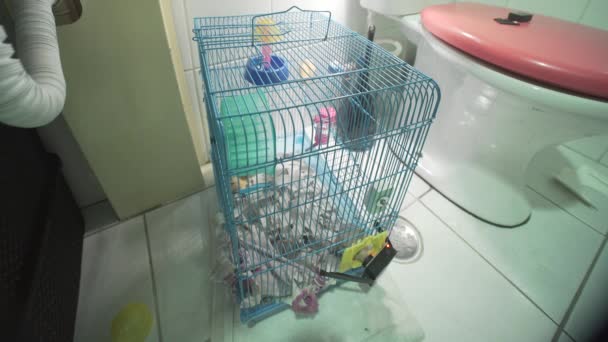 Hamster Escapes Its Cage — Vídeo de Stock