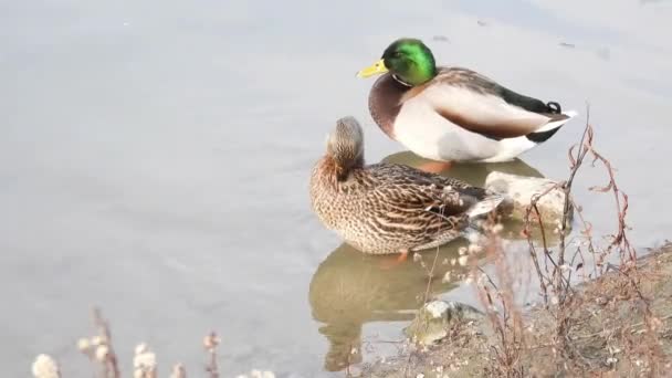 Close Mallard Couple Grooming Lake Gimbal Shot — Vídeos de Stock