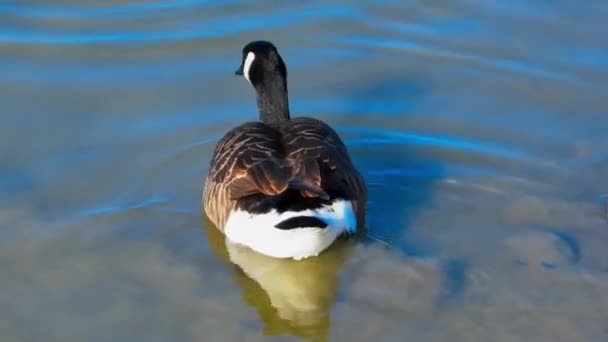 Close Canadian Goose Water Grooming Itself Gimbal — Stok Video