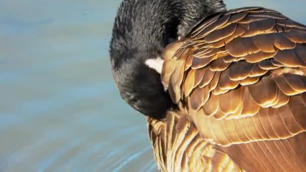 Canadian Goose Grooming Itself Handheld Close — Video Stock