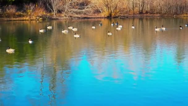 Slow Pan Left Shot Canada Geese Swimming Lake — Stok Video