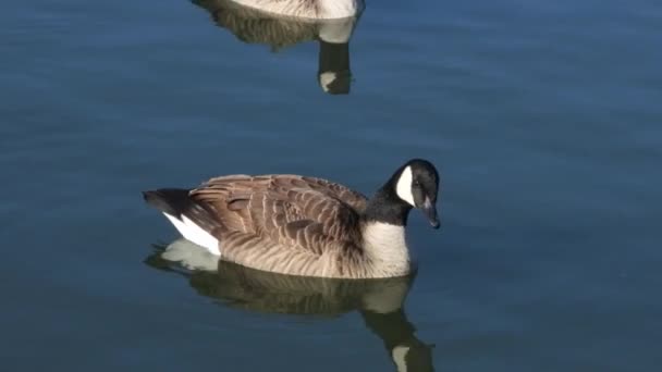 Elegant Canadian Goose Swimming Blue Water Static — Vídeo de Stock