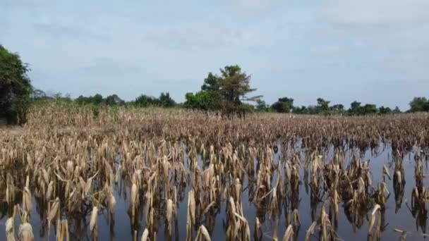 Damaged Cornfield Due Flooding Battambang Cambodia Drone Pullback — Vídeo de Stock