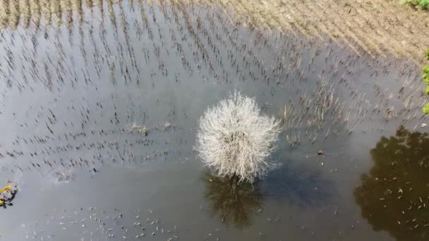 Lonely Tree Standing Puddle Strong Flood Night Aerial Top Cambodia — Stockvideo