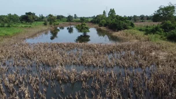 Aerial Tilt Overflowed Wheatfield Intense Rain Battambang Cambodia — Vídeos de Stock