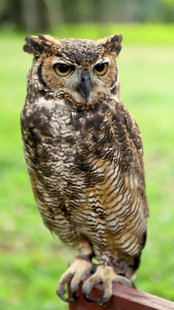 Крупный План Лица Большой Рогатой Совы Bubo Virginianus — стоковое видео