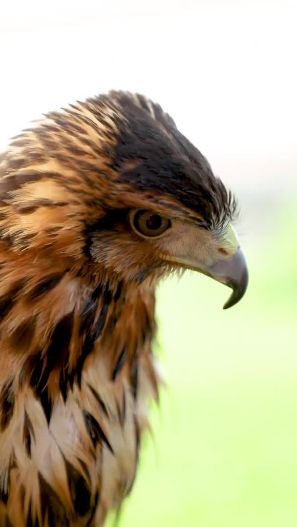 哈里斯的鹰 Parabuteo Unicinctus 以前被称为海湾翼鹰 Bay Winged Hawk或Dusky Hawk 在拉丁美洲被称为Peuco 是一种中型猛禽 — 图库视频影像