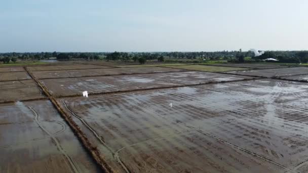 Birds Flying Wet Fields Battambang Cambodia Sunset High Angle Shot — Αρχείο Βίντεο