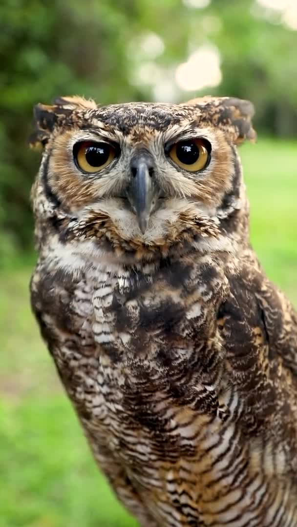 Close Face Great Horned Owl Bubo Virginianus — Stok Video