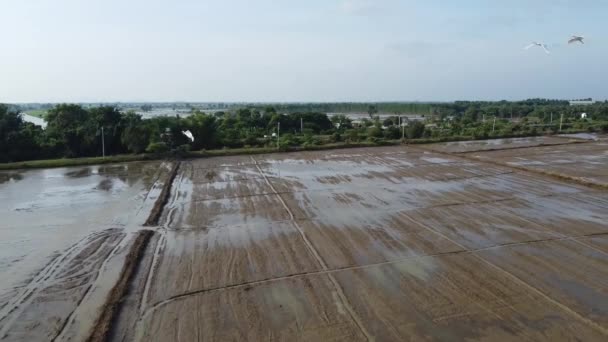Aerial Backwards Shot Flooding Farmland Fiels Strong Rain Birds Flying — Vídeo de Stock