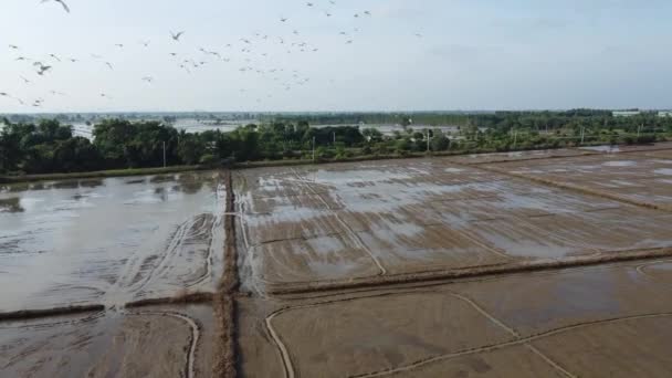 Flock White Egret Flying Paddy Flooded Fields Countryside Battambang Cambodia — Stockvideo