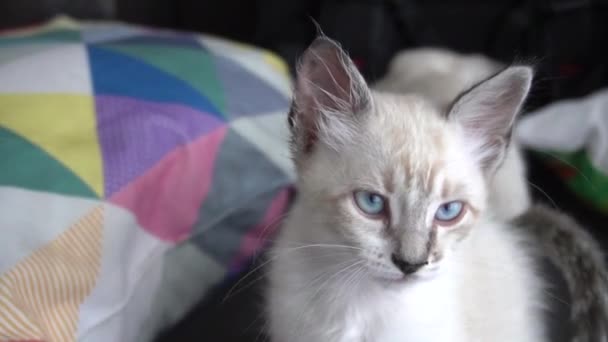 Little Cat Afraid Camera Movement Dont Know Might Become Superstar — Vídeo de stock