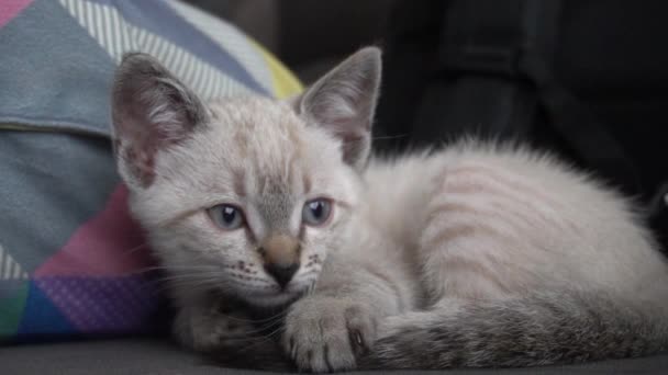 Mały Kot Boi Się Ruchu Kamery Ale Nie Wie Może — Wideo stockowe