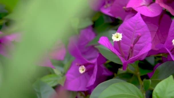 Fioletowy Bougainvillea Znany Jako Primavera Brazylijskim Lecie Bardzo Atrakcyjny Kwiat — Wideo stockowe