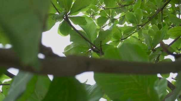 Green Leaves Low Point View Some Holes Showing Sky Good — Vídeo de Stock