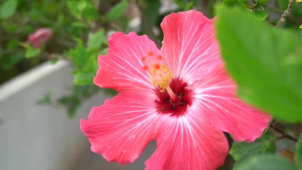 Een Exotische Hawaiiaanse Bloem Hibiscus Gevonden Braziliaanse Bodem Aan Zeekant — Stockvideo