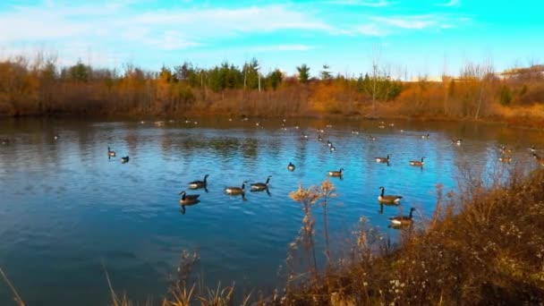 Landscape Canada Geese Swimming Pond Static — Stock Video