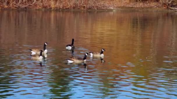 Primo Piano Piccolo Gregge Oche Canadesi Che Nuotano Nel Lago — Video Stock