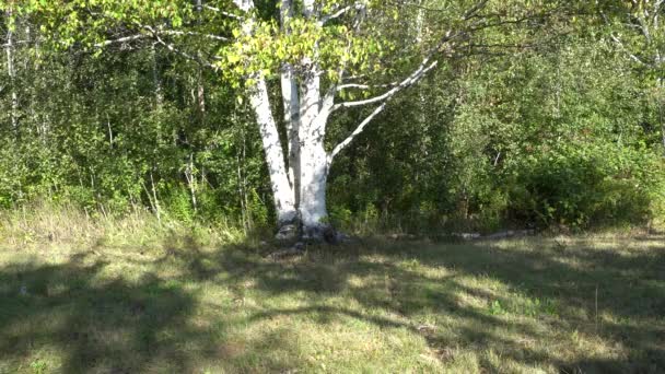 Beautiful Background Forest Middle You Can See White Tree Predominant — Vídeo de stock