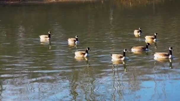 Chupito Gansos Canadienses Nadando Lago Reflejando Paisaje — Vídeos de Stock