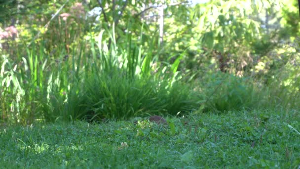 Écureuil Qui Bouge Tête Recherche Graines Oiseaux Autour Beaucoup Flore — Video